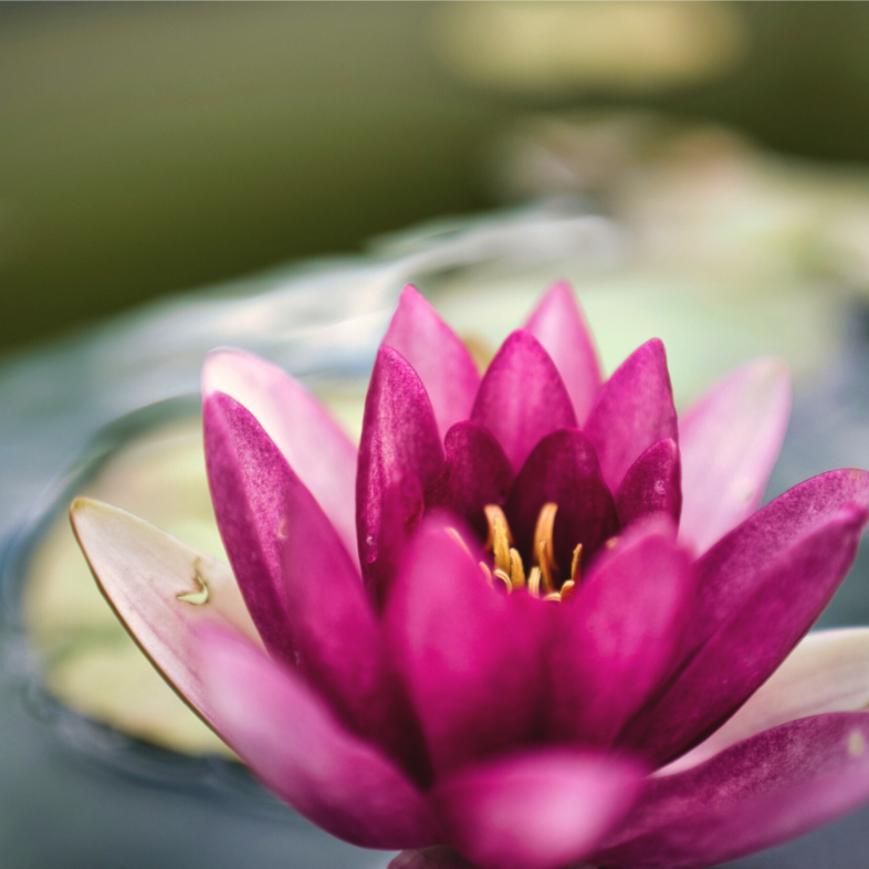 grace lily flower Water Lily Grace | Minimalist Floral Wall Art