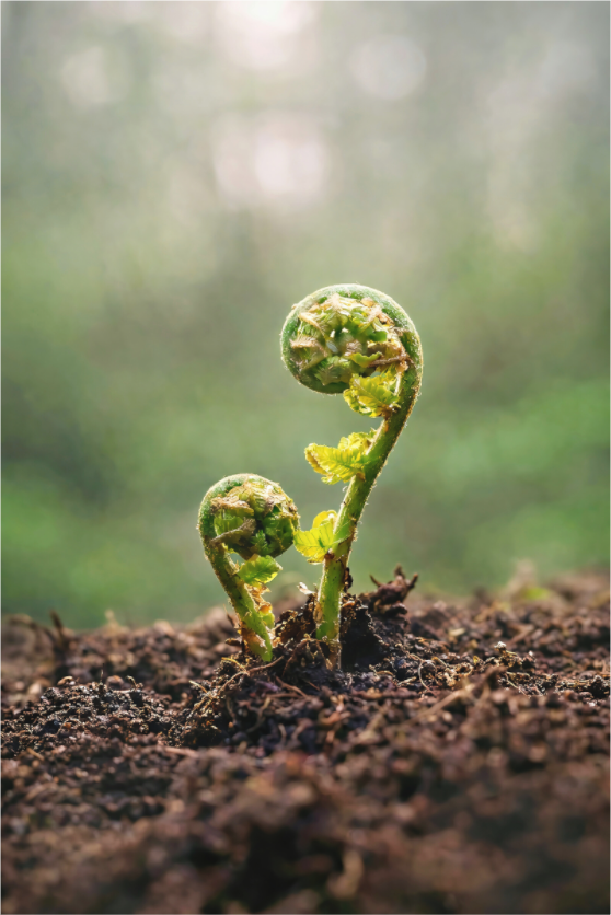 Main image Fiddlehead Twins – Emerging Forest Life