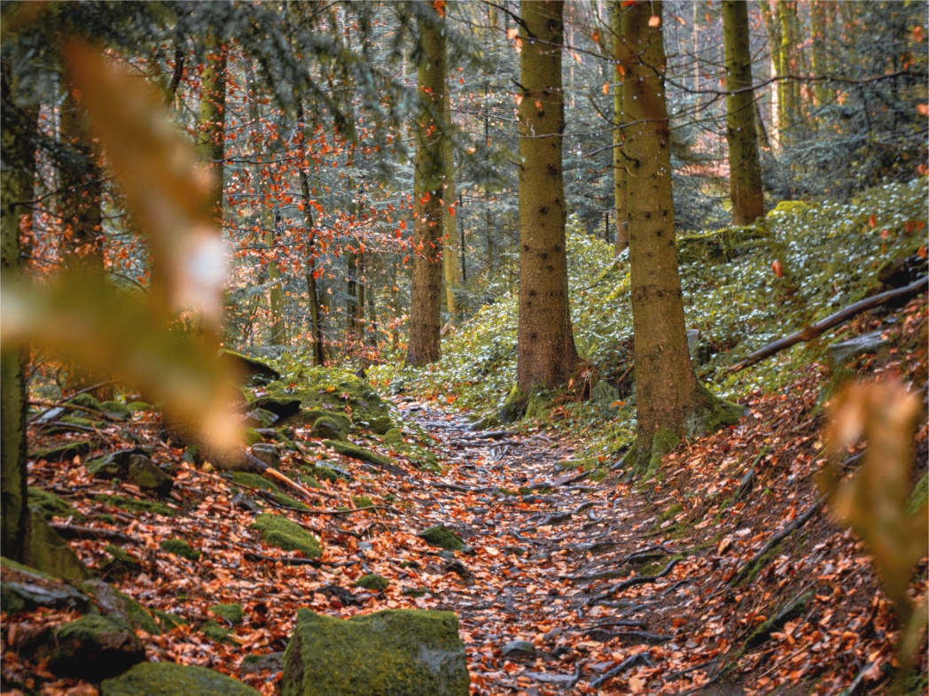 Autumn Path | Minimalist Forest Wall Art | Dibond & Canvas