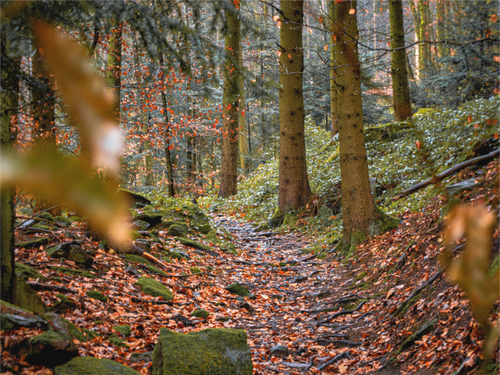 Main image Autumn Path – Quiet Steps Through the Woods