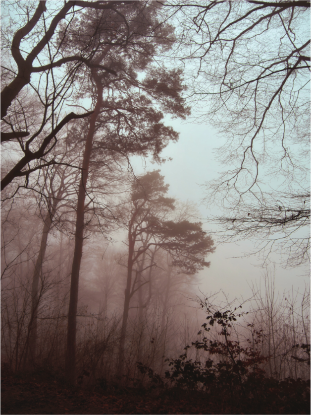 Main image Misty Forest – Atmospheric Nature Photography Wall Art: Tall bare trees fading into a soft white mist in an atmospheric forest, available as a minimalist Aluminum Dibond or textured Canvas wall art print.