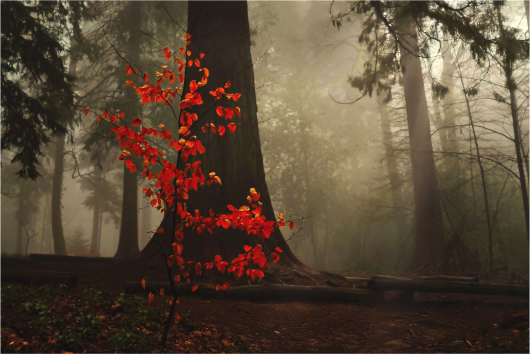 Main image Red Tree in Mist – Atmospheric Fine Art Print