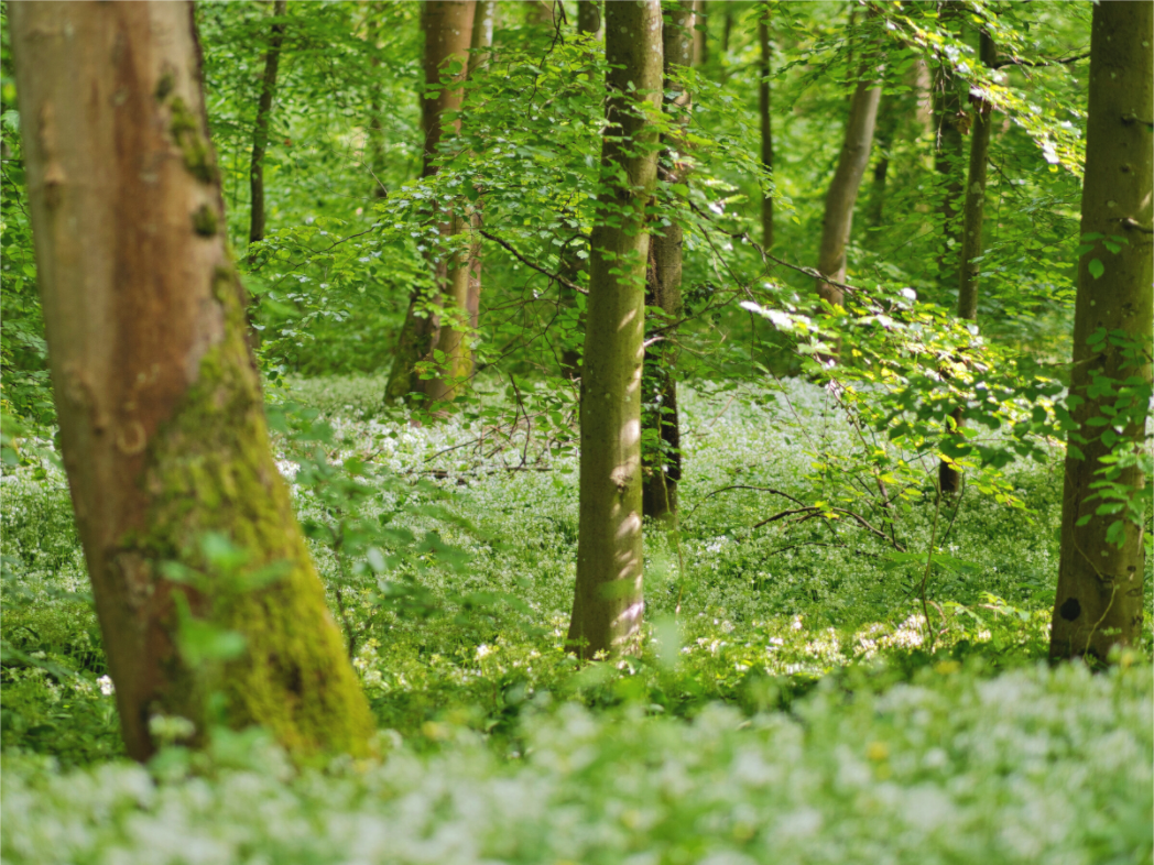 Main image Forest Bloom – Whispering Spring Light