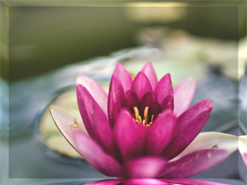 Main image Lotus of Quiet Light: A delicate pink lotus flower in full bloom with a glowing yellow center, floating on a calm pond, mounted on a high-clarity acrylic block for desk decor.