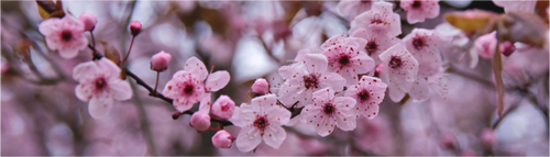 Main image Cherry Blossom Whisper – Spring’s Gentle Moment