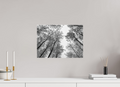 DIN A3 (42 x 29,7 cm), Canvas Skyward Trees – Lines Against the Light