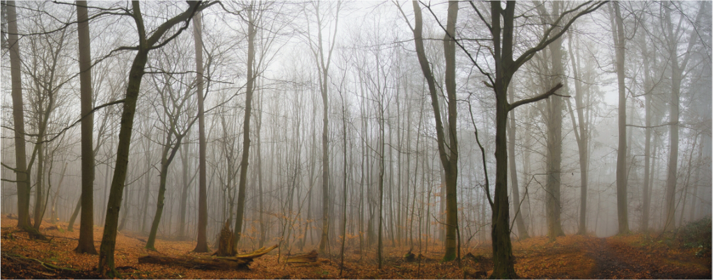 Main image Foggy Forest Art Print – Quiet Woodland Photography for Calm: Atmospheric nature photography of bare trees disappearing into deep white fog, available as a minimalist Aluminum Dibond or gallery-wrap Canvas wall art print. Spaces