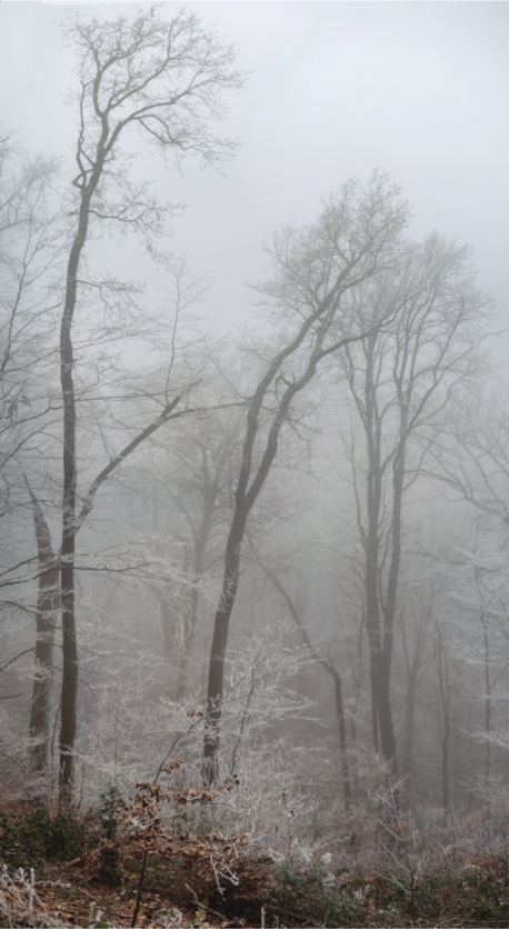 Main image Fogbound Forest – Silence Between the Trees: Minimalist monochrome forest photography featuring dark tree trunks fading into thick fog with frost-kissed ground, premium Alu-Dibond or Canvas wall art print.