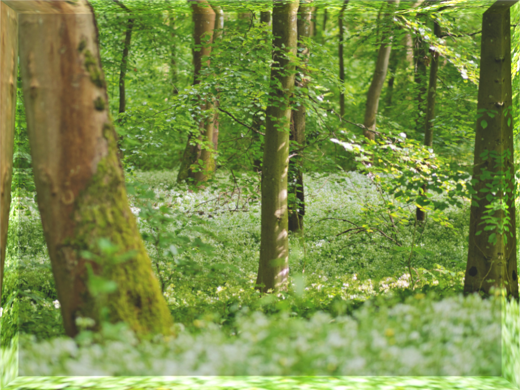 Main image Whispering Spring Forest: Macro photography of blooming Wild Garlic flowers (Ramsons) in a misty spring forest, mounted on a high-definition 25mm acrylic art block for zen home decor.