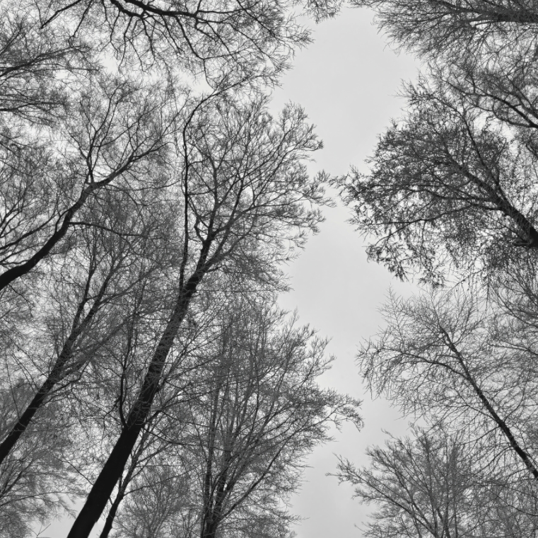 Main image Skyward Trees – Lines Against the Light: Vertical perspective of tall bare tree trunks reaching toward the light, minimalist nature photography available as a premium Alu-Dibond or Canvas wall art print.