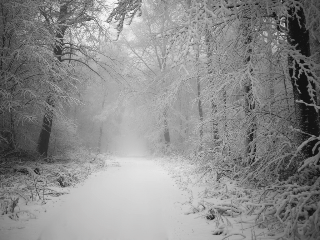 Main image Snow Path – Into the Quiet White: Minimalist winter photography of a narrow forest path covered in fresh snow, misty white atmosphere, available as premium Alu-Dibond or Canvas wall art print.