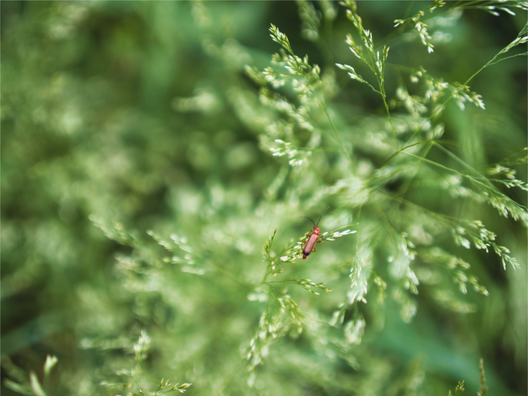 Main image Grassland Guardian – A Moment in Stillness