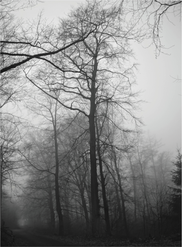 Main image Fog Lines – A Path Through Quiet Woods: Black and white photography of a forest path with dark tree silhouettes in thick fog, minimalist wall art as premium Alu-Dibond or Canvas print.