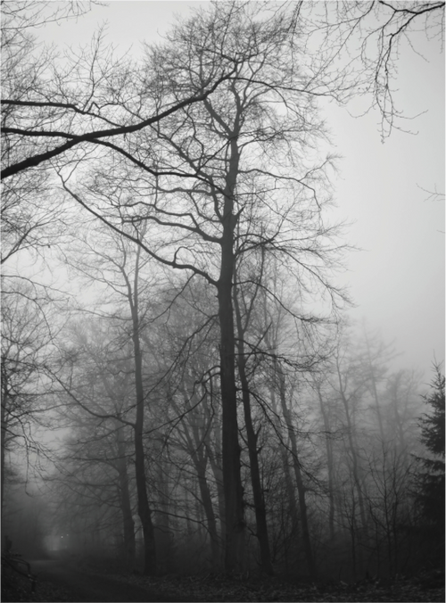 Main image Fog Lines – A Path Through Quiet Woods: Black and white photography of a forest path with dark tree silhouettes in thick fog, minimalist wall art as premium Alu-Dibond or Canvas print.