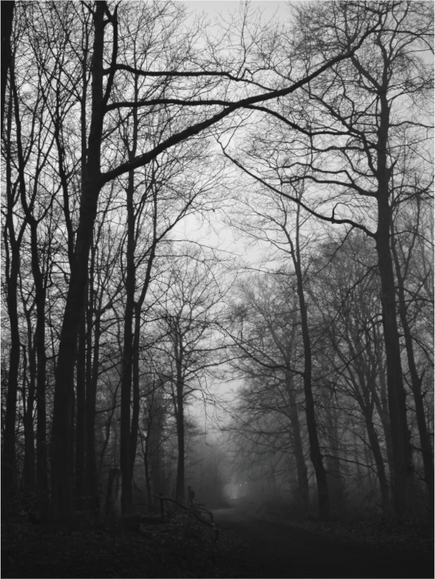Main image Into the Fog – A Path Through Silence: Minimalist monochrome photography of a narrow forest path disappearing into thick fog, bare tree silhouettes, premium Alu-Dibond or Canvas wall art print.