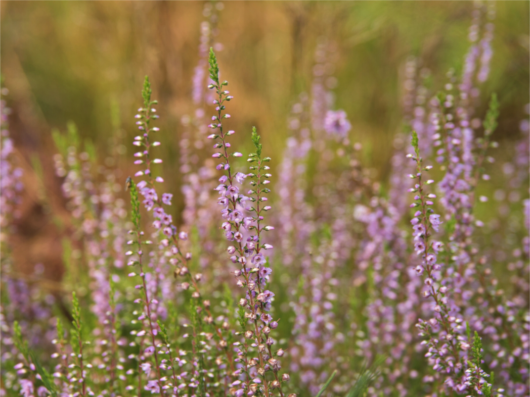 Main image Heather Glow – Softness Across the Moor
