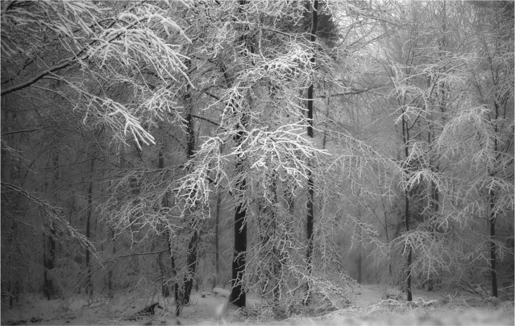 Main image Snowbound Forest – Stillness in White: Minimalist winter forest photography of dense trees covered in deep snow, monochrome white atmosphere, available as premium Alu-Dibond or Canvas wall art print.